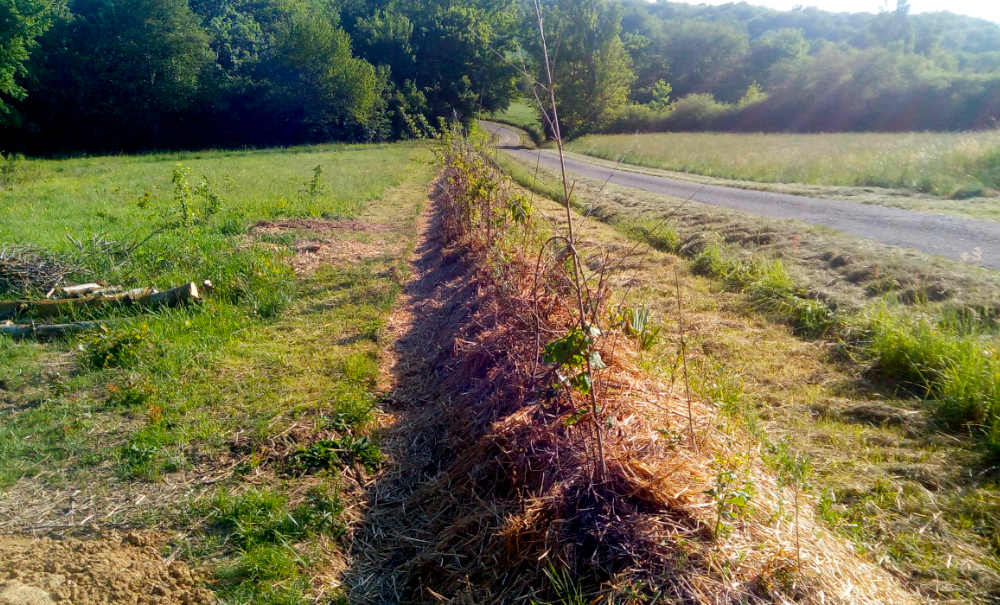 Bourgeons de haie