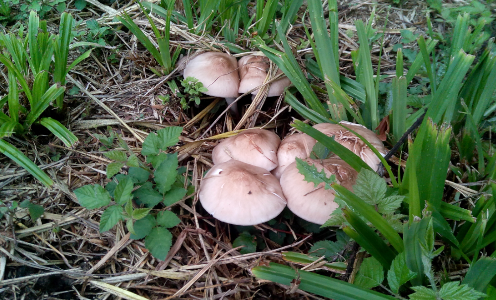 Les champignons sont plus bavards après la pluie