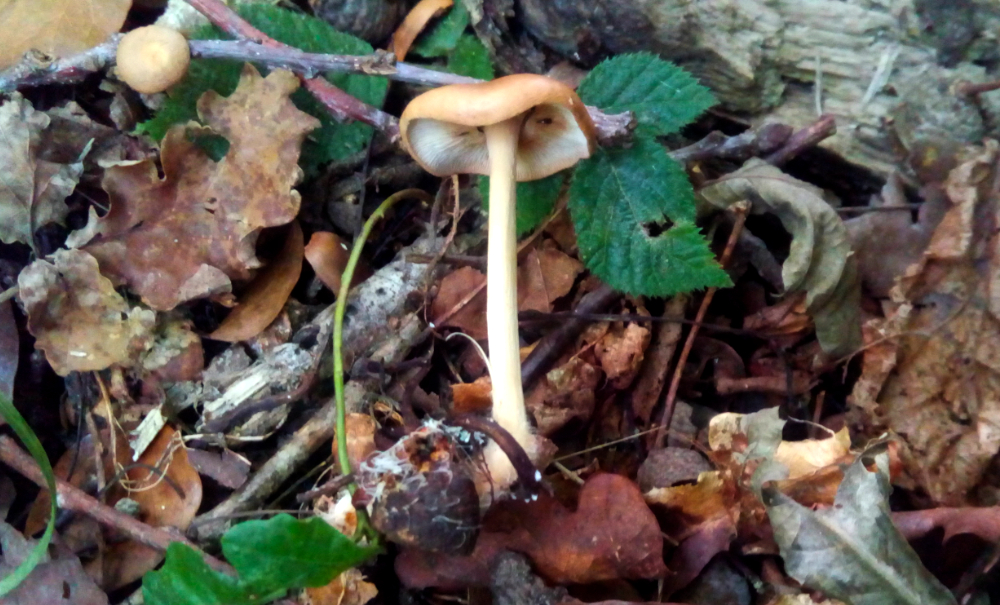 Les champignons sont plus bavards après la pluie