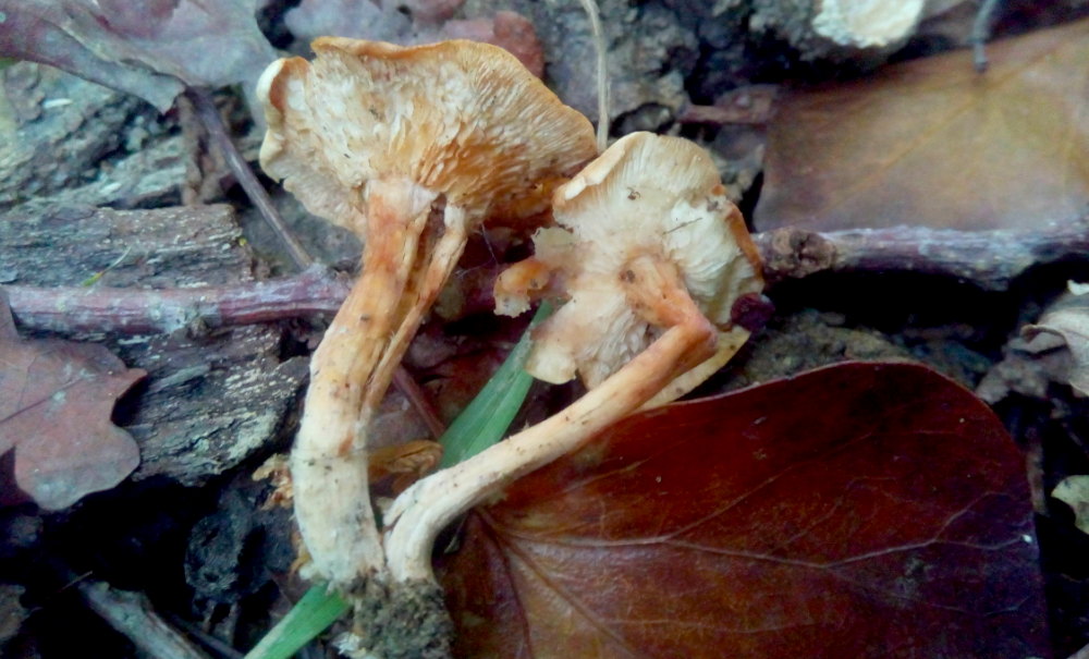 Les champignons sont plus bavards après la pluie