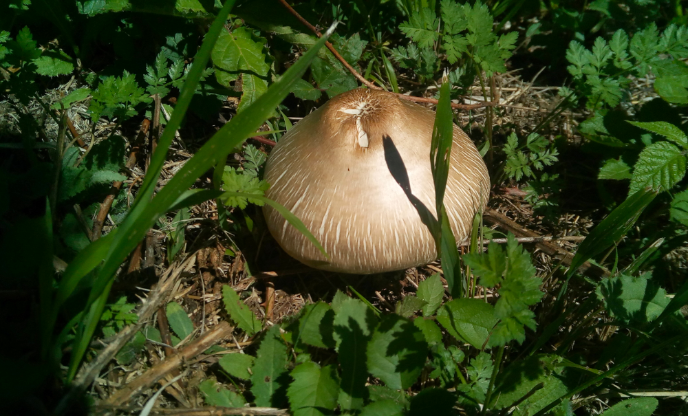 Après la pluie, les champignons - La Piboulade