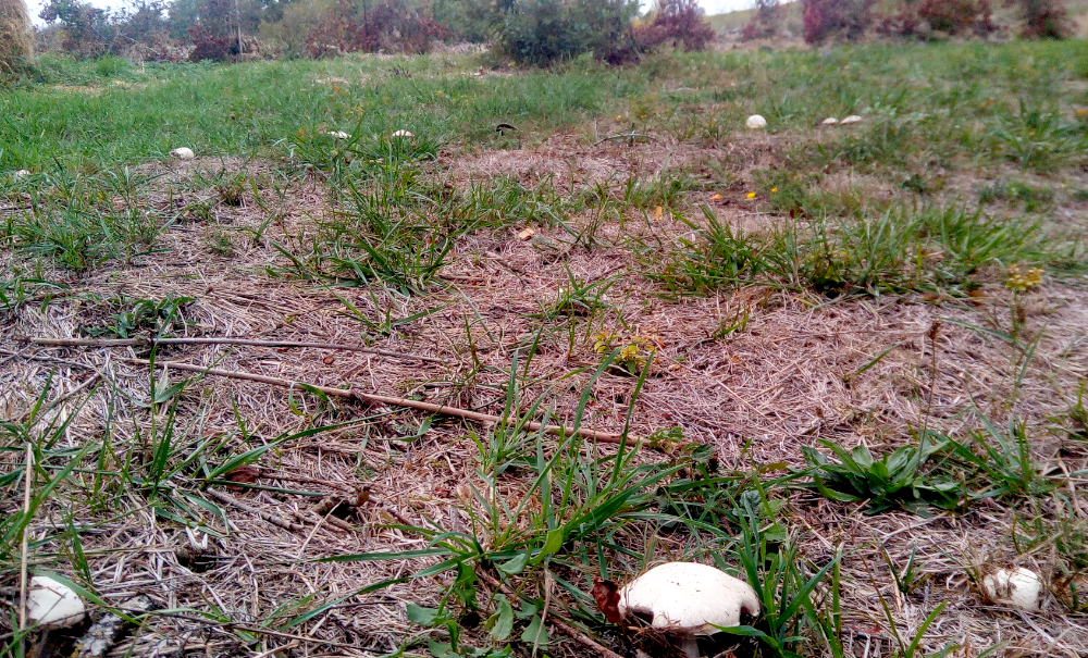 Appuie sur le champignon !