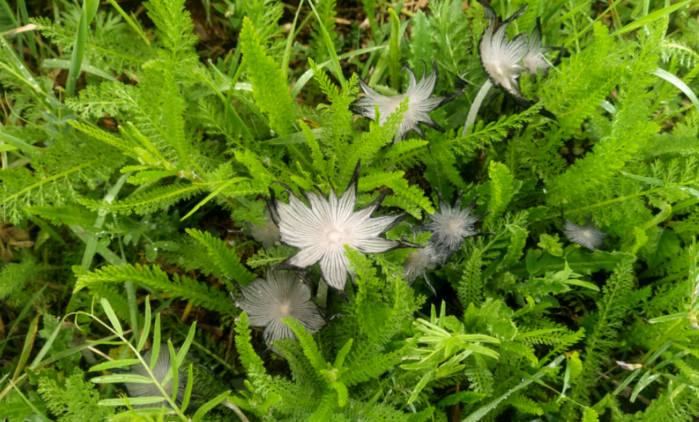 L’herbe est toujours plus verte, d’ailleurs!