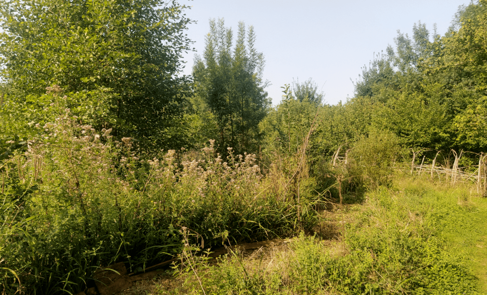 Un jardin-forêt, mais encore ? (première partie)