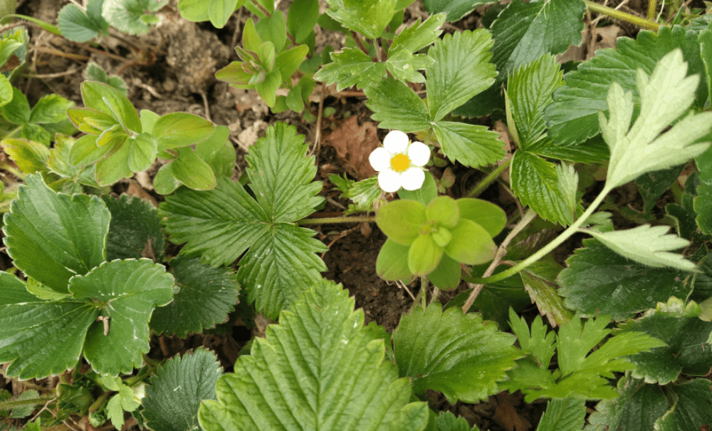 Tu veux ou tu veux pas