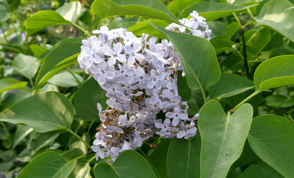 Au delà de la lumière noire