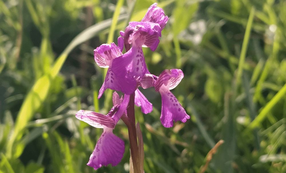 Rouge comme une écrevisse par temps de chien