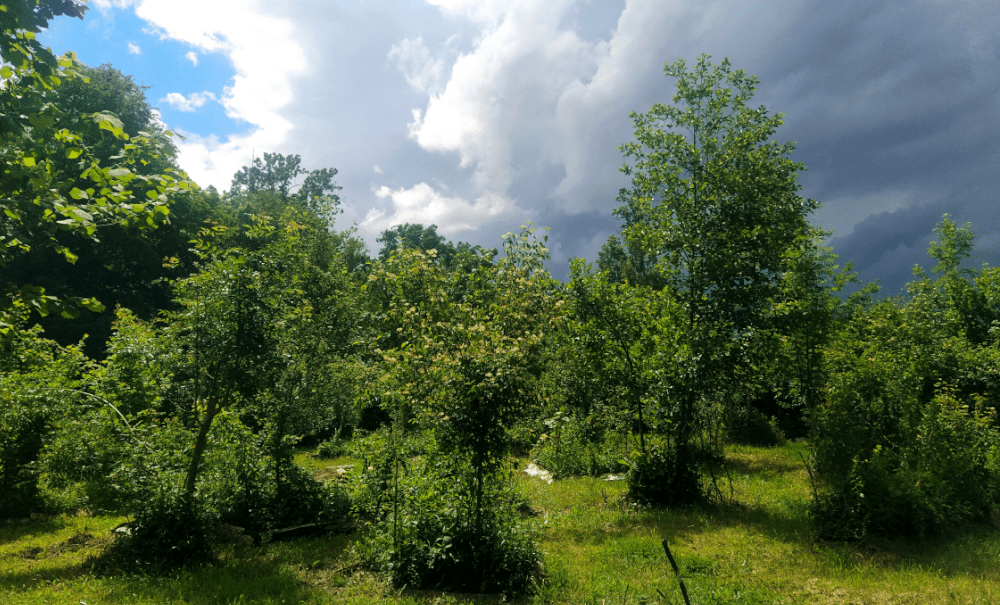 Orage! Ô désespoir!